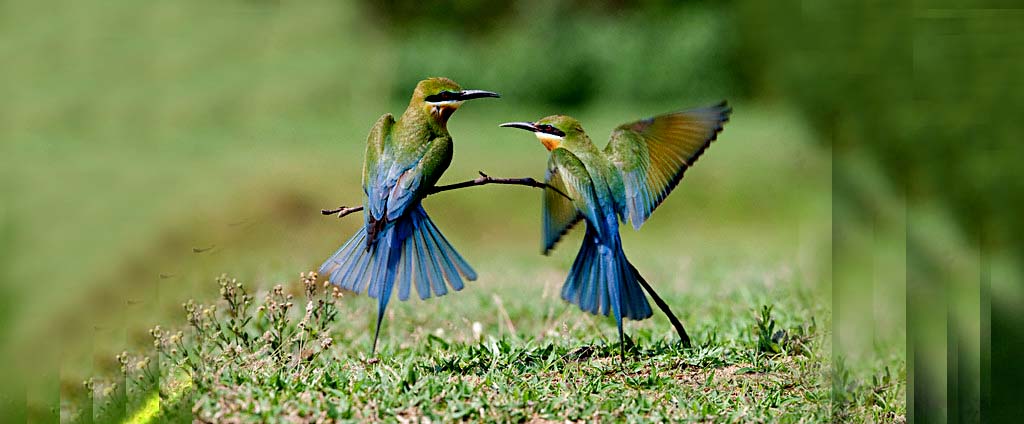 Bird watching in Pangot