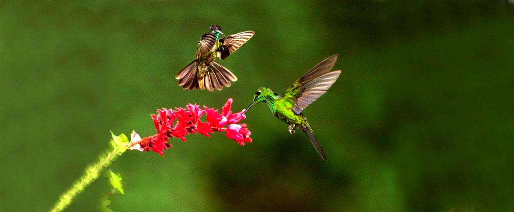 Bird Watching tour in Nainital